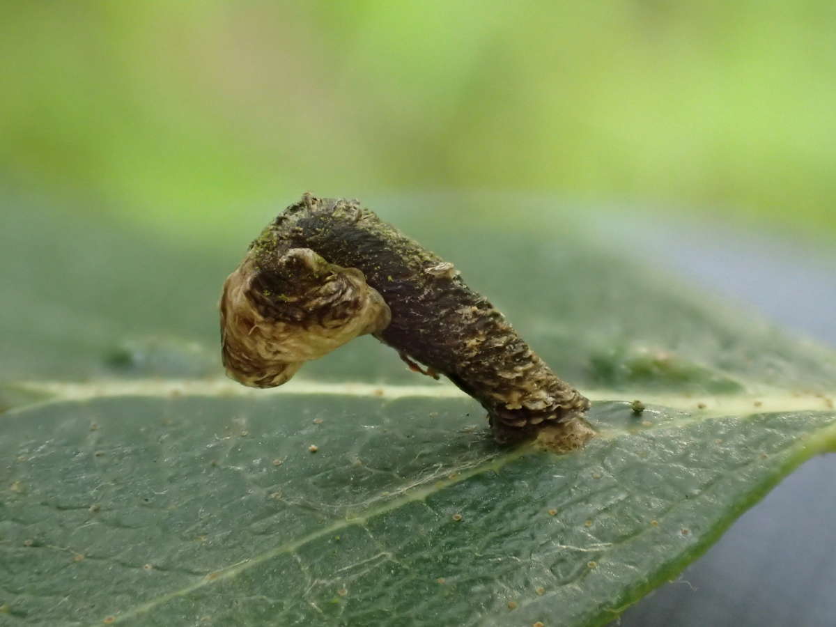 White Birch Case-bearer (Coleophora betulella) photographed in Kent by Dave Shenton 