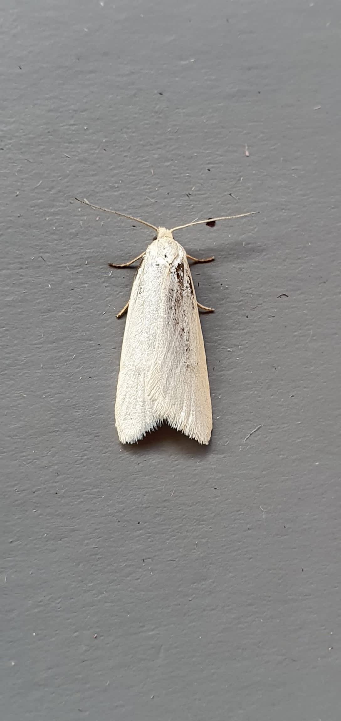 Silver Shade (Eana argentana) photographed at Sandwich Bay Bird Observatory  