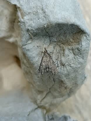 Eastern Black Tabby (Diplopseustis perieresalis) photographed at Faversham  by Richard Drew