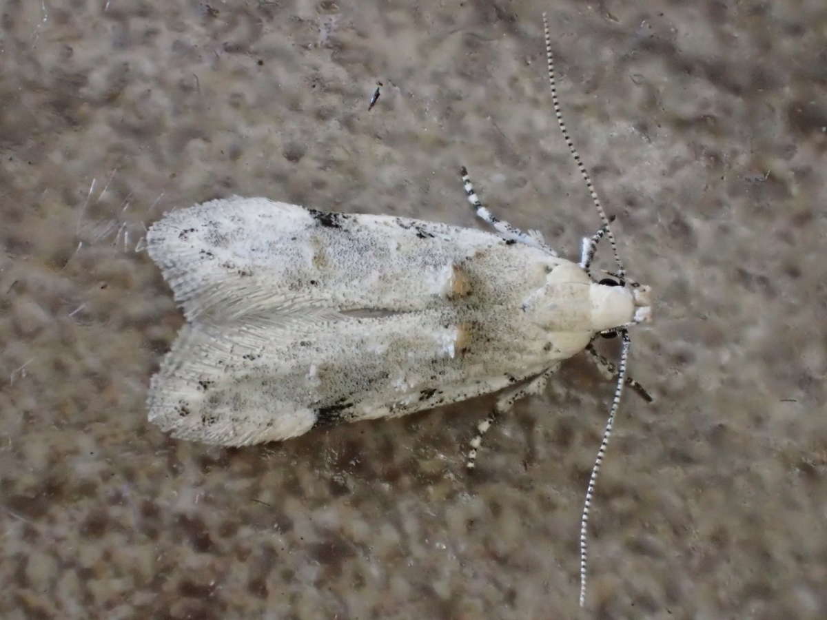 Suffused Groundling (Carpatolechia alburnella) photographed at Bedgebury  by Dave Shenton 