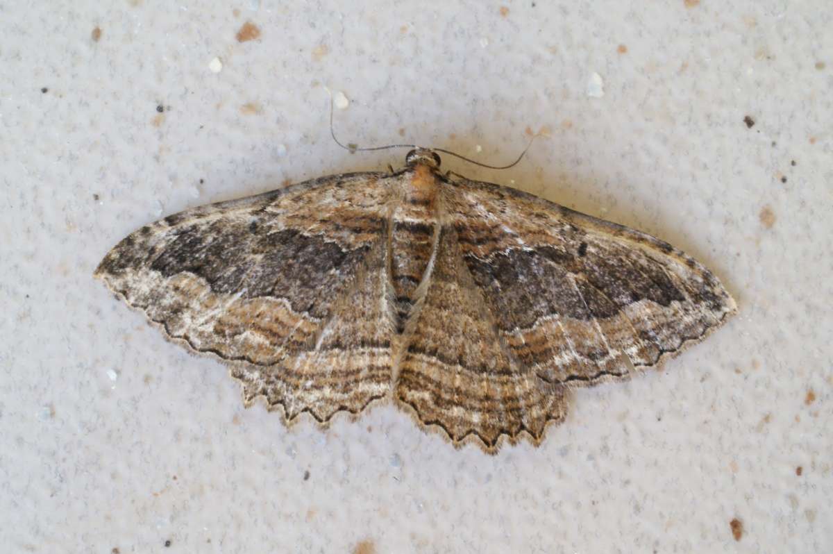 Dark Umber (Philereme transversata) photographed at Aylesham  by Dave Shenton 