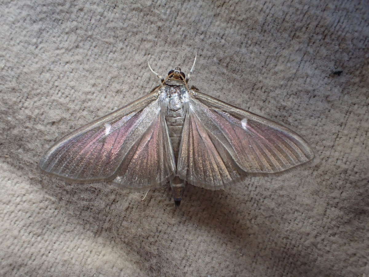 Box-tree Moth (Cydalima perspectalis) photographed at SBBO by Ian Hunter