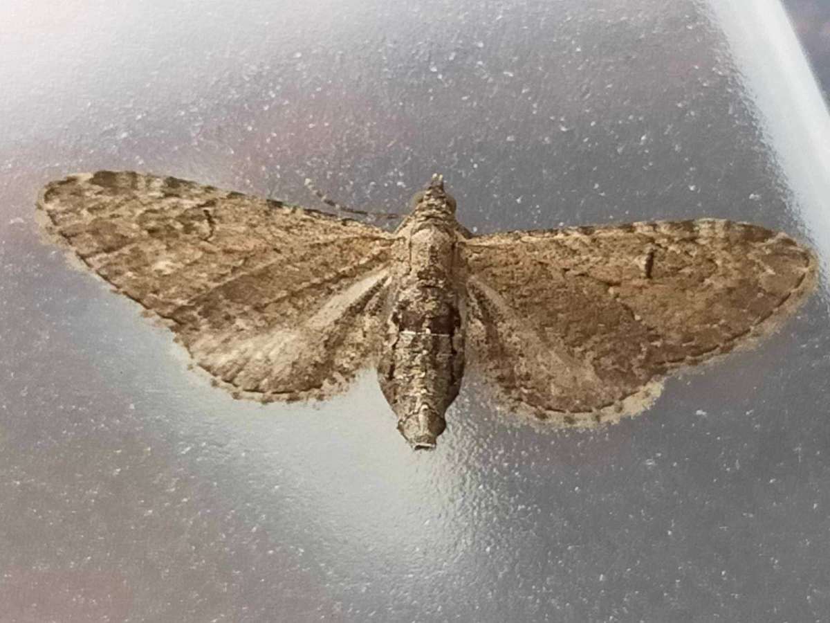 Angle-barred Pug (Eupithecia innotata) photographed at Maidstone  by Alan Stubbs 