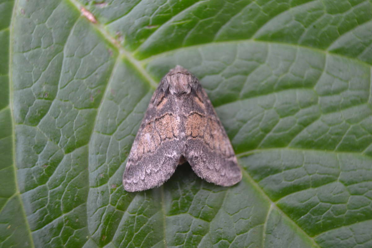 Dusky Marbled Brown (Gluphisia crenata) photographed at Saltwood  by Paul Howe