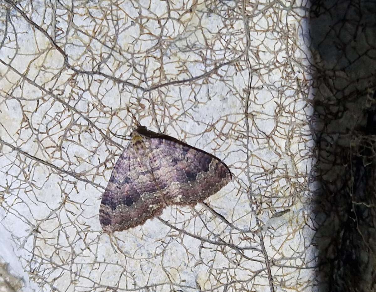 The Tissue (Triphosa dubitata) photographed in Kent by Steven Lofting