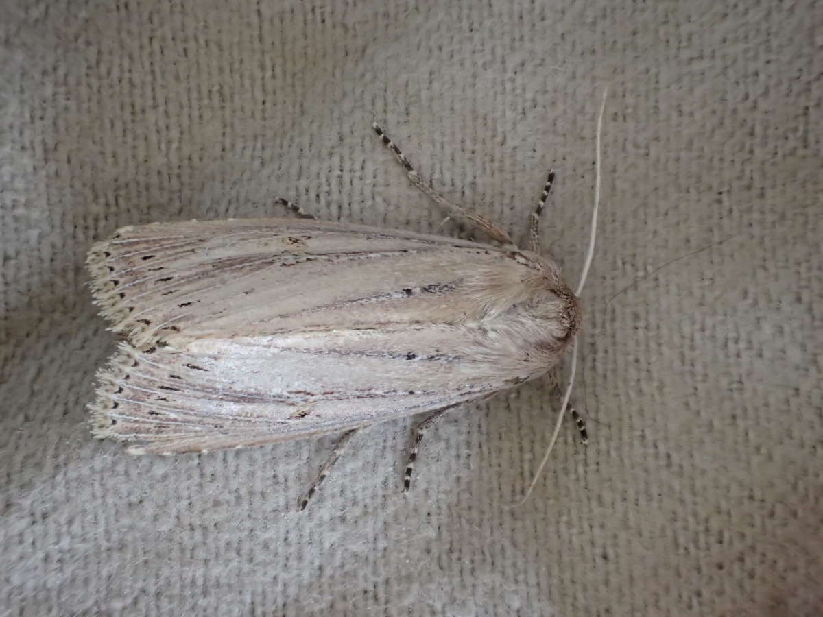 Bulrush Wainscot (Nonagria typhae) photographed at SBBO by Ian Hunter