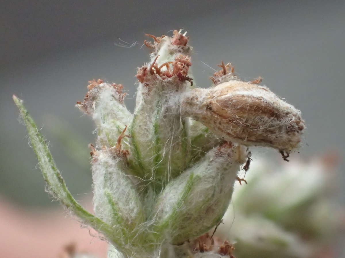 Mugwort Case-bearer (Coleophora artemisicolella) photographed in Kent by Dave Shenton 