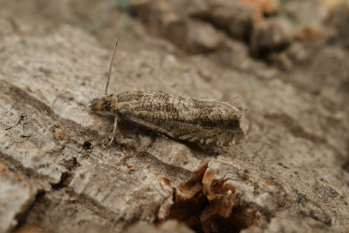 Silver-lined Drill (Dichrorampha plumbagana) photographed at Aylesham  by Dave Shenton 