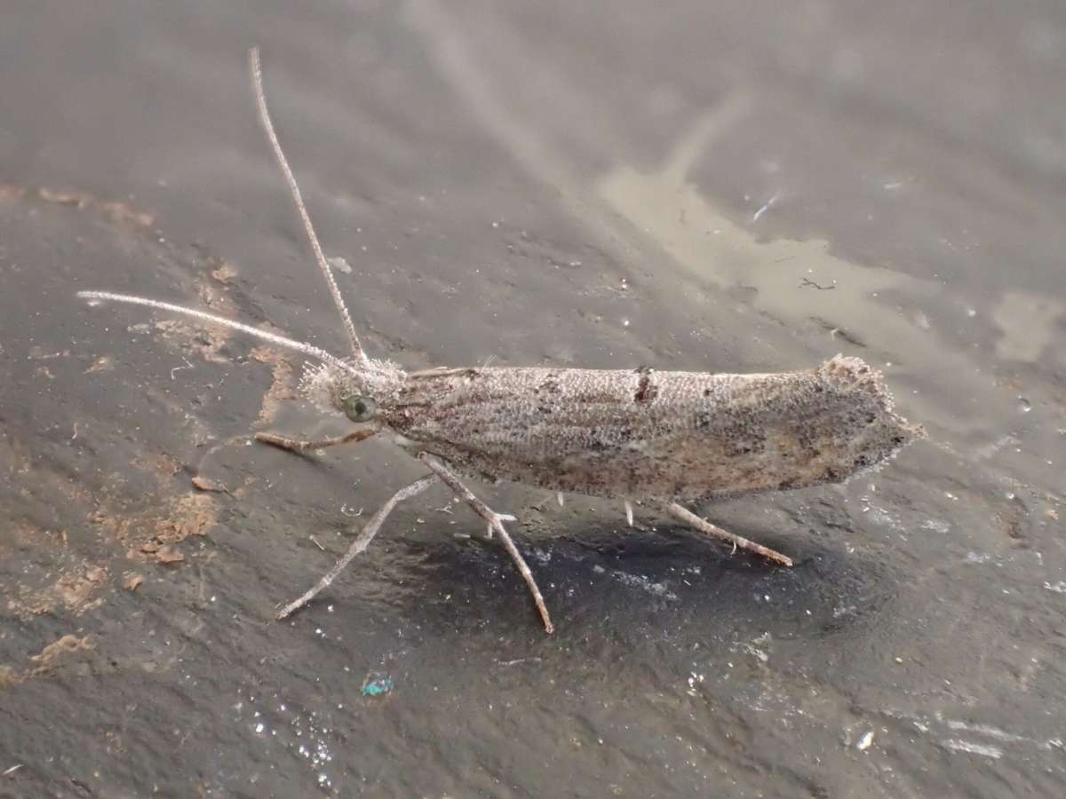 Dark Smudge (Ypsolopha horridella) photographed at Aylesham  by Dave Shenton