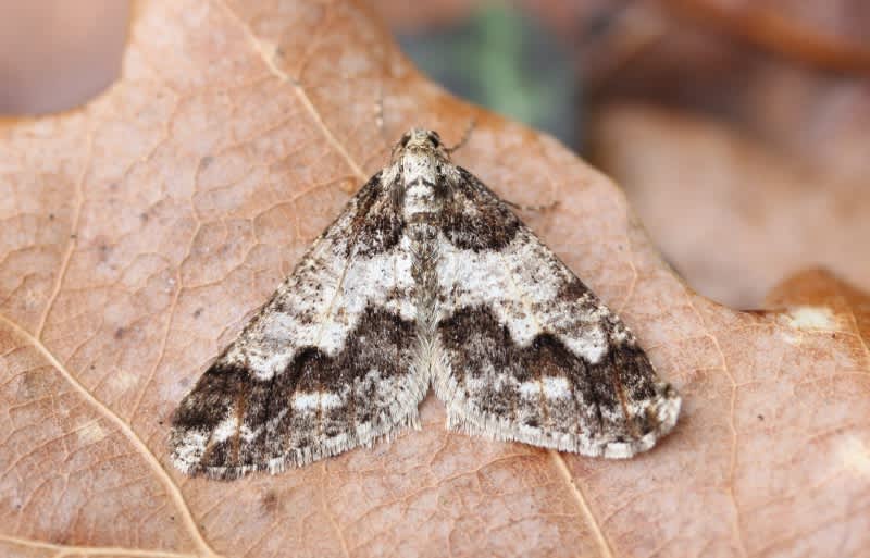 Spring Usher (Agriopis leucophaearia) photographed in Kent by Carol Strafford 