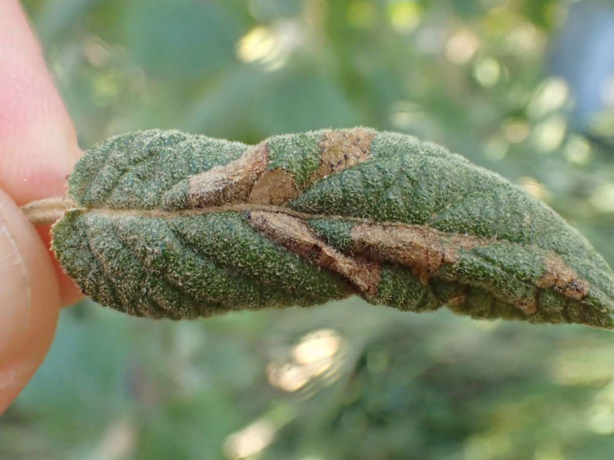 Viburnum Midget (Phyllonorycter lantanella) photographed in Kent by Dave Shenton 