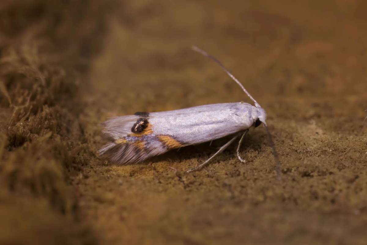 Laburnum Leaf-miner (Leucoptera laburnella) photographed in Kent by Antony Wren