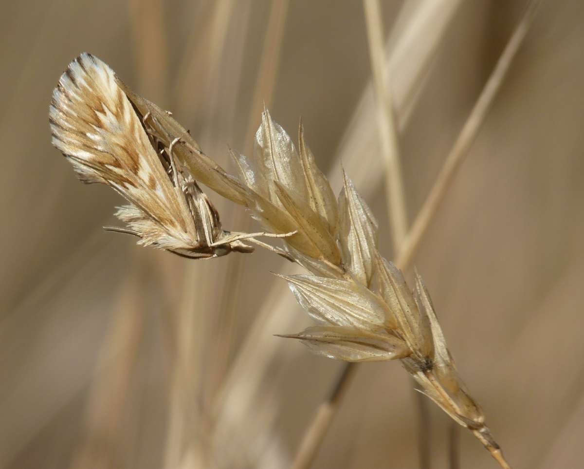 Starry Pearl (Cynaeda dentalis) photographed in Kent by Allan Ward