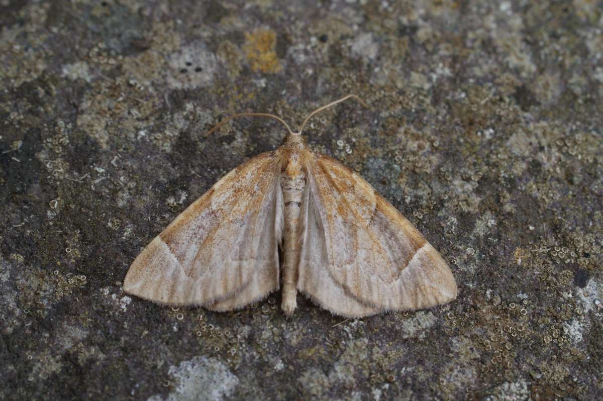 The Chevron (Eulithis testata) photographed in Kent by Dave Shenton 