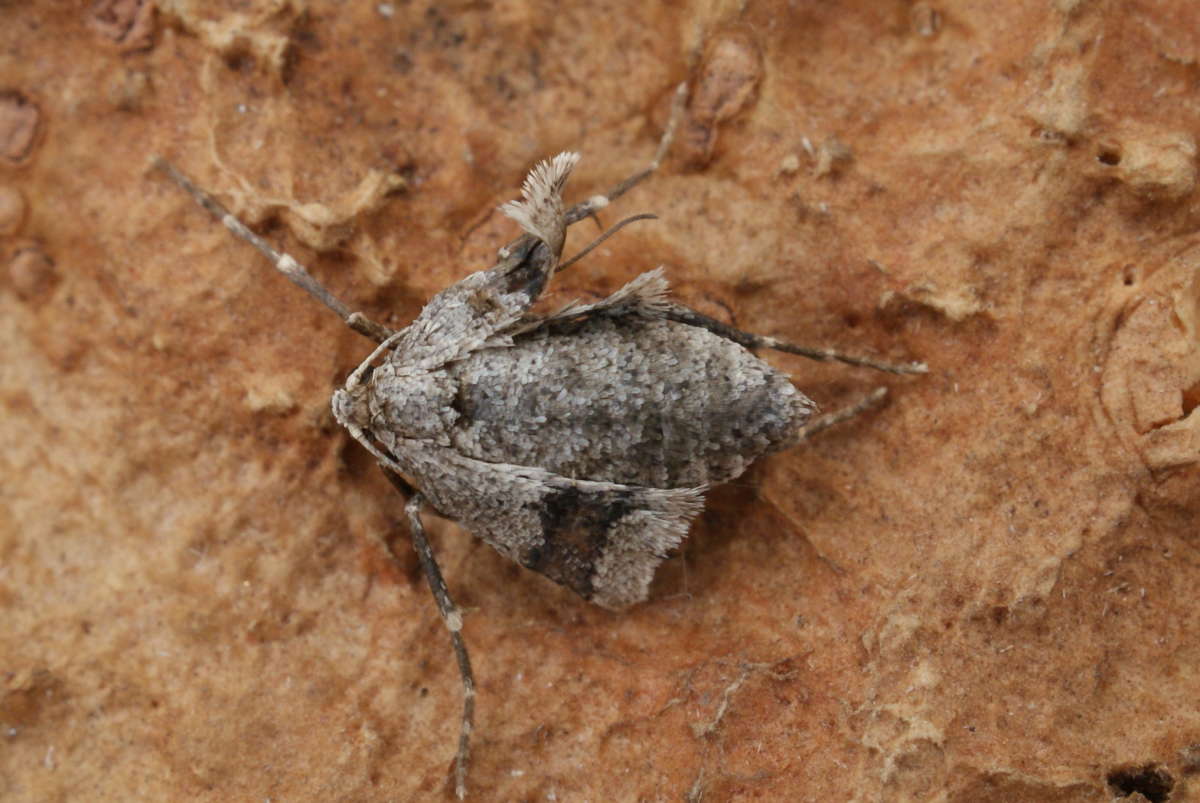 Early Moth (Theria primaria) photographed at Aylesham  by Dave Shenton 