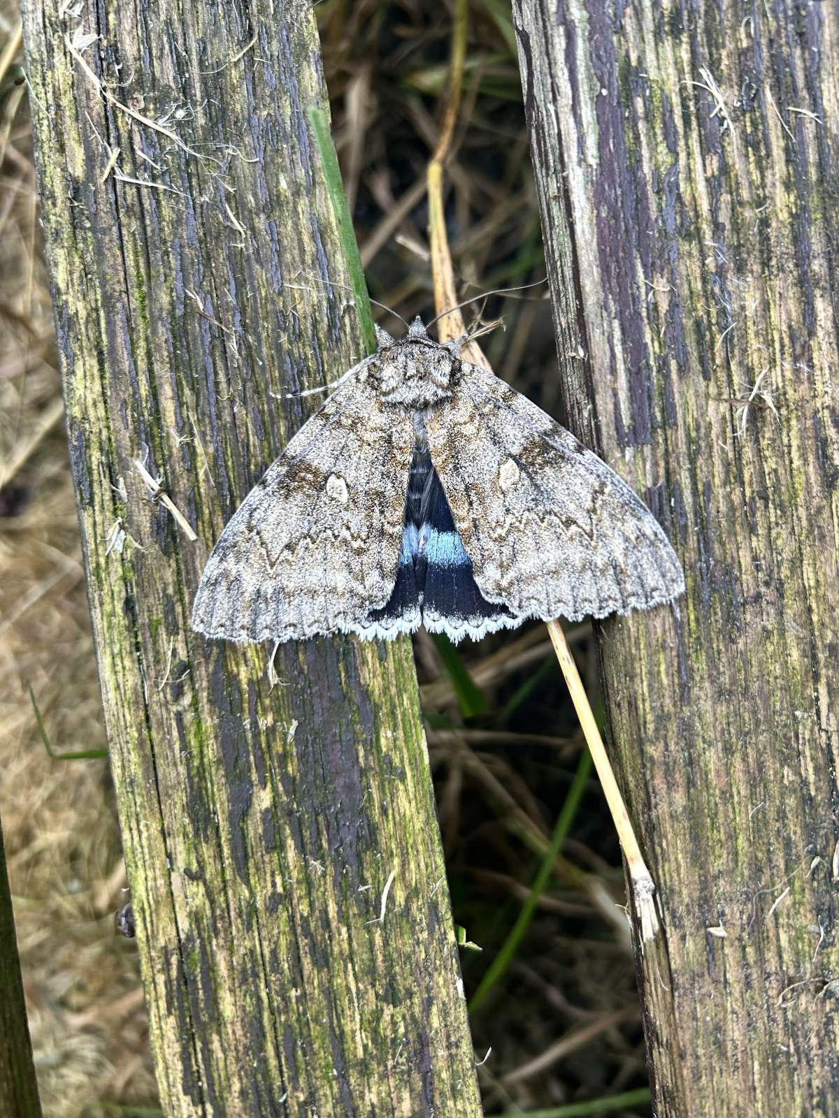 Clifden Nonpareil (Catocala fraxini) photographed at Aylesham  by Dave Shenton 