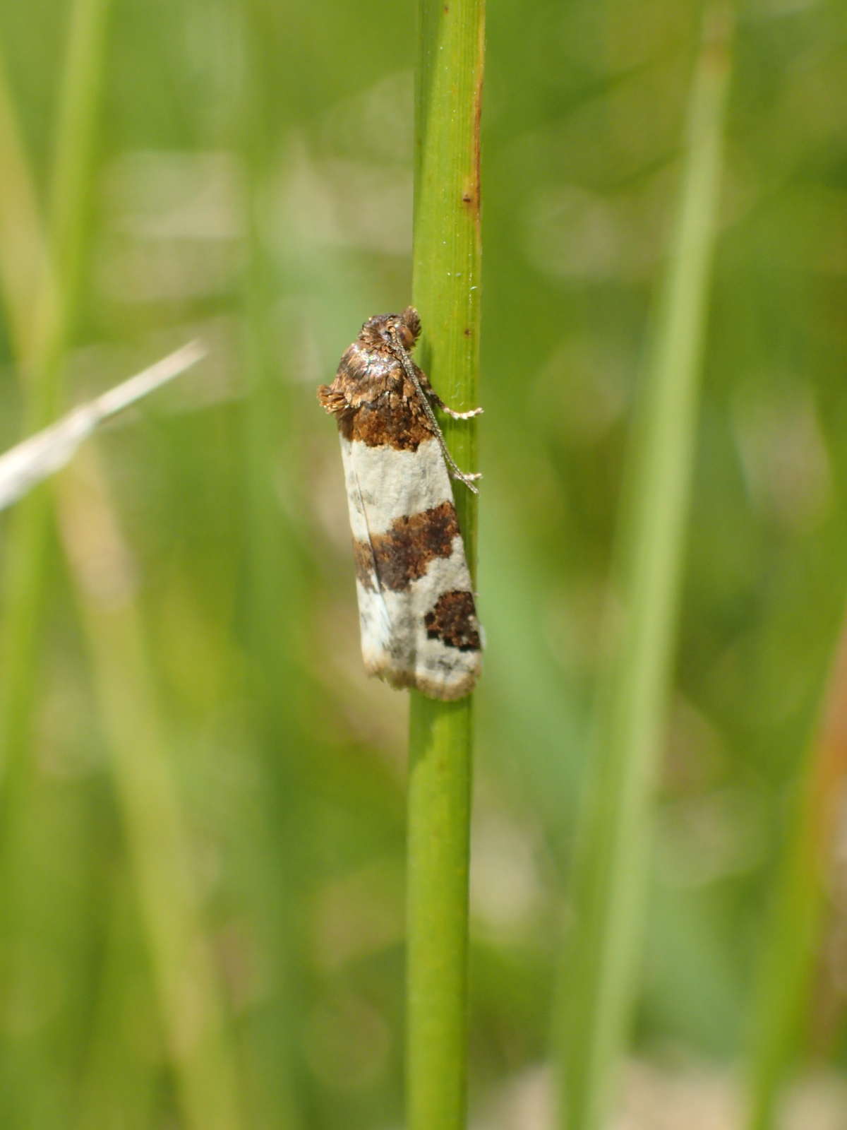 Dover Tortrix (Periclepsis cinctana) photographed at Lydden/Temple Ewell KWT 