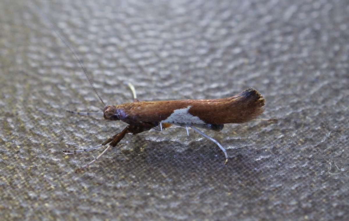 White-triangle Slender (Caloptilia stigmatella) photographed at Aylesham  by Dave Shenton 