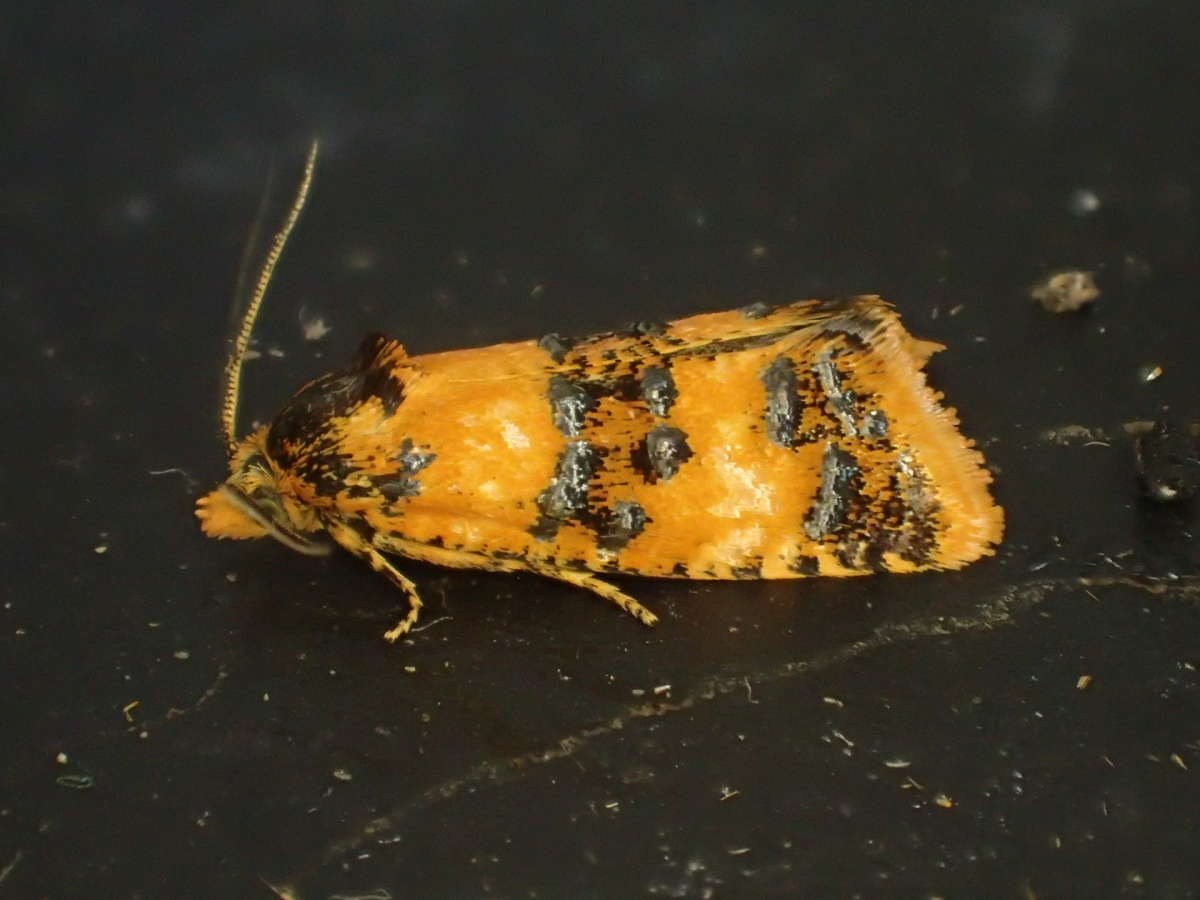 Orange Conch (Commophila aeneana) photographed at Victory Wood by Dave Shenton 