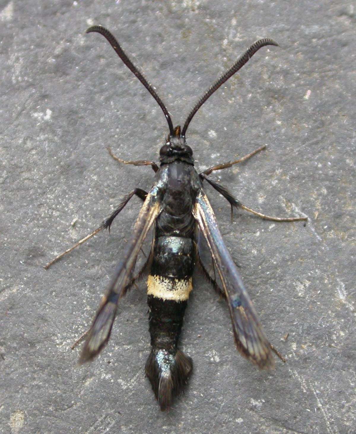 Large Red-belted Clearwing (Synanthedon culiciformis) photographed in Kent by Ross Newham 