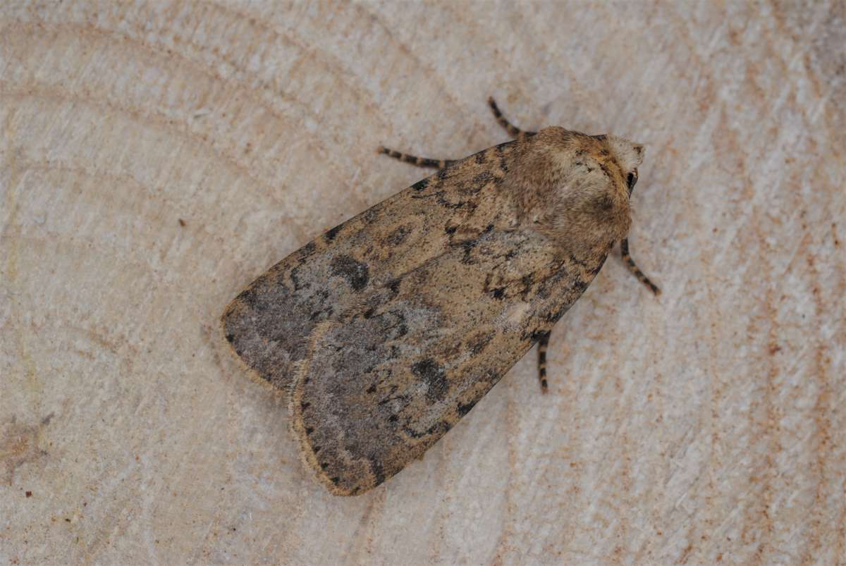 Dotted Rustic (Rhyacia simulans) photographed in Kent by Antony Wren