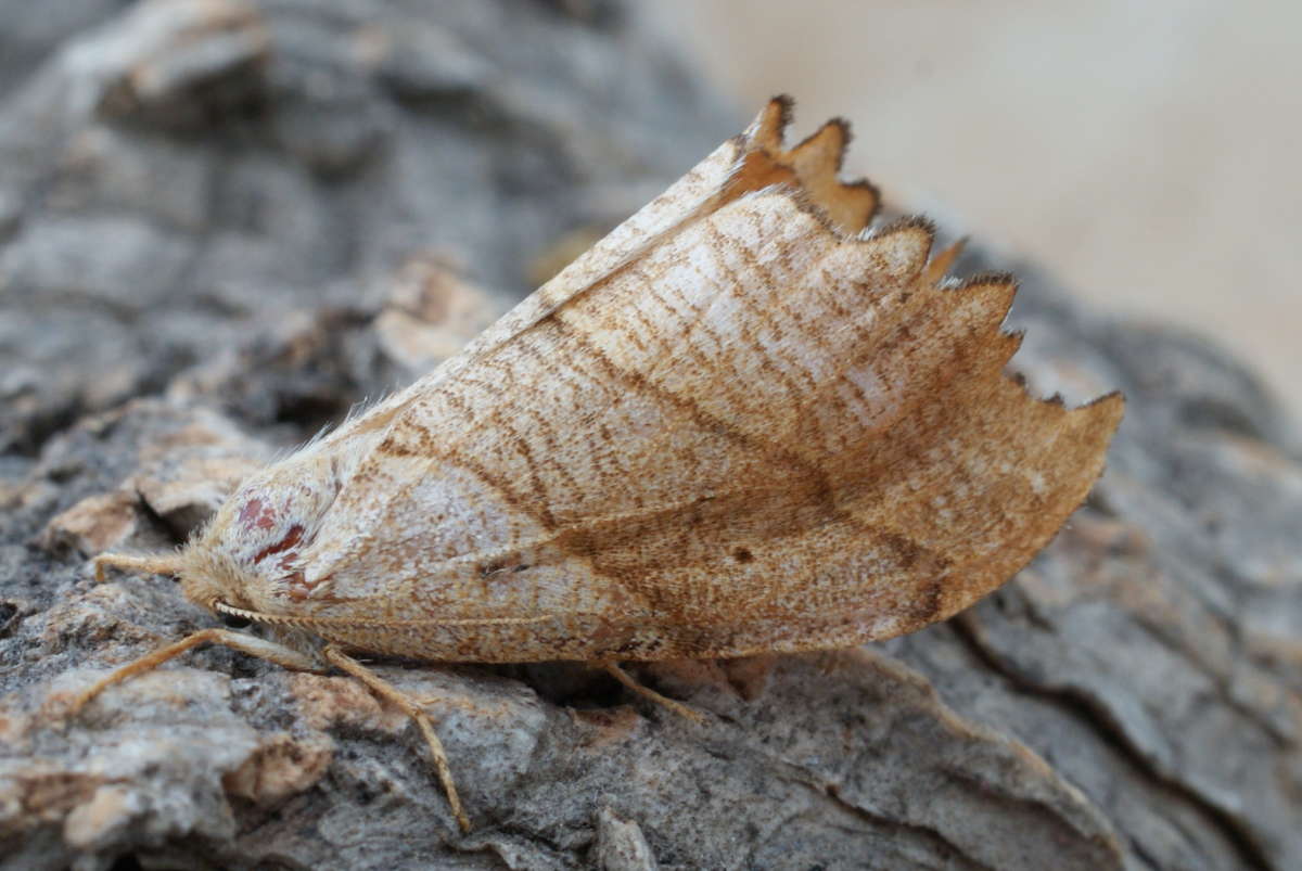 Scalloped Hook-tip (Falcaria lacertinaria) photographed in Kent by Dave Shenton