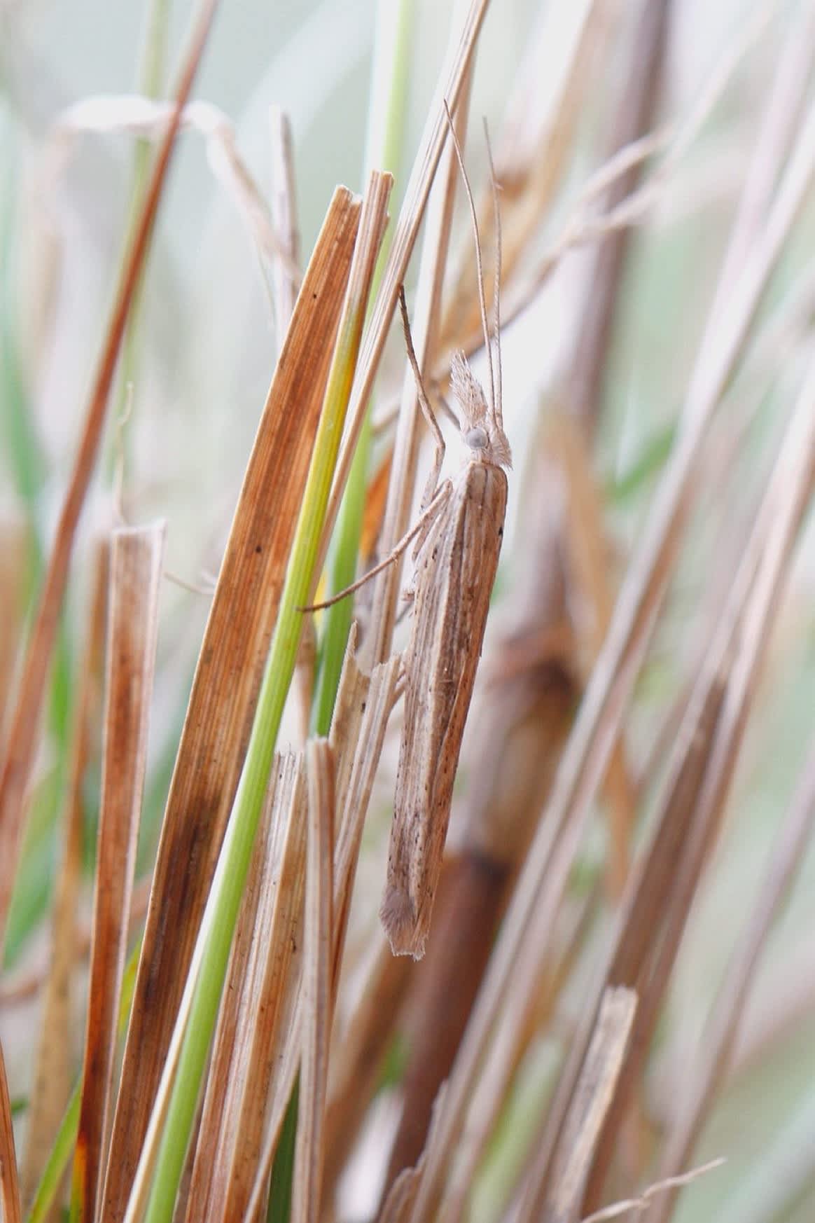 Spindle Smudge (Ypsolopha mucronella) photographed at Orlestone  by Josh Jones