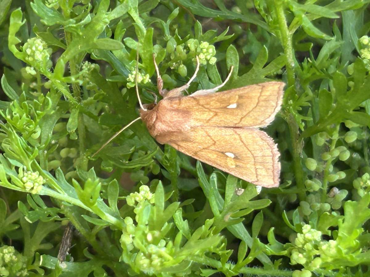 Brown-line Bright-eye (Mythimna conigera) photographed at Woodsell  by Dave Shenton