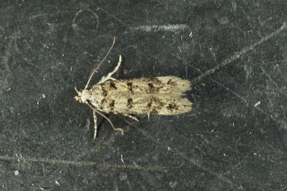 House Neb (Bryotropha domestica) photographed at Aylesham  by Dave Shenton 