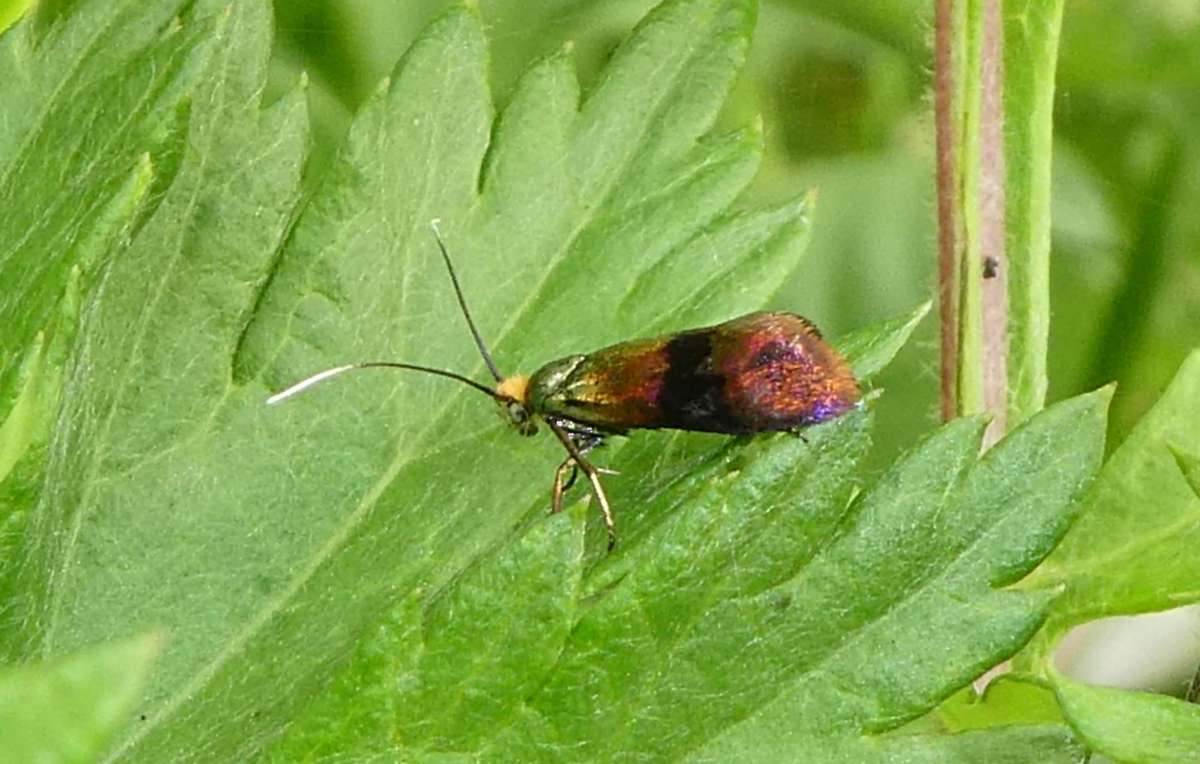 Horehound Long-horn (Nemophora fasciella) photographed at Deal by Konrad Lorenz