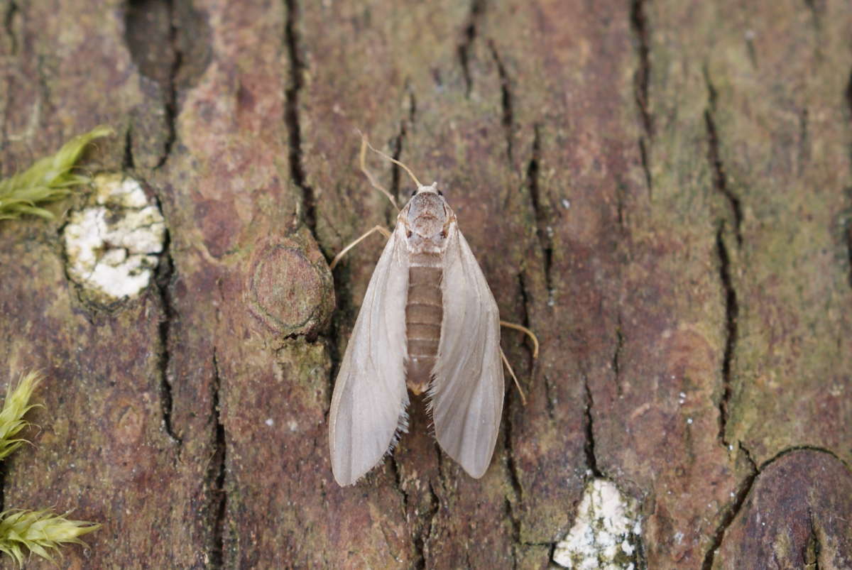 Water Veneer (Acentria ephemerella) photographed at Aylesham  by Dave Shenton 