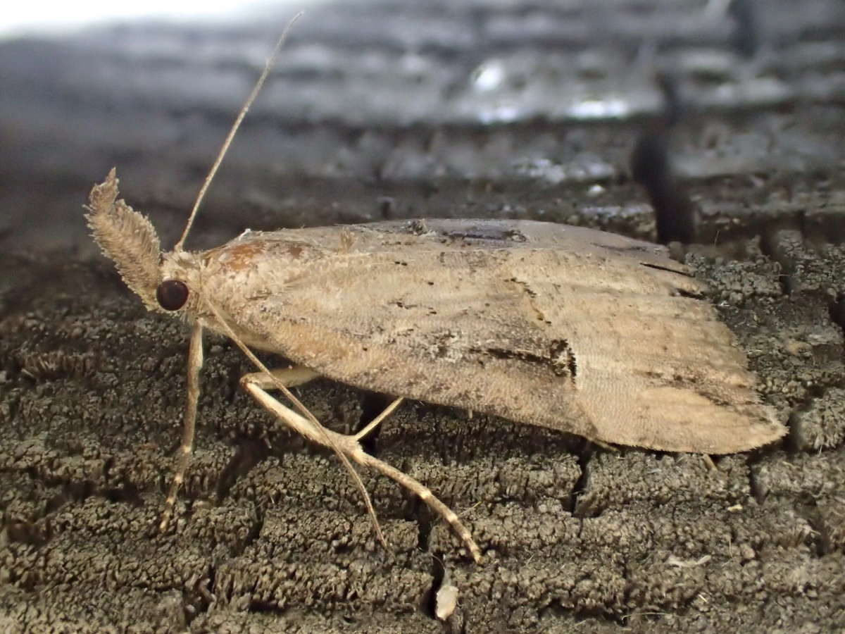 Buttoned Snout (Hypena rostralis) photographed at Stodmarsh NNR by Dave Shenton 