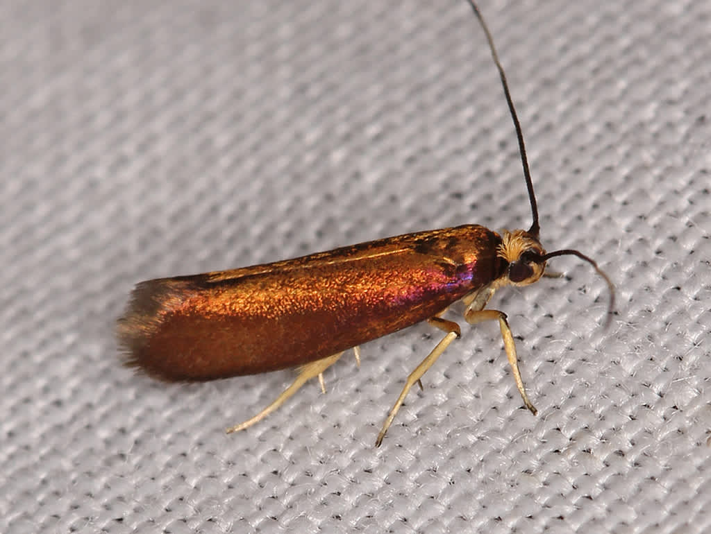 Copper Ermel (Roeslerstammia erxlebella) photographed in Kent by David Beadle 