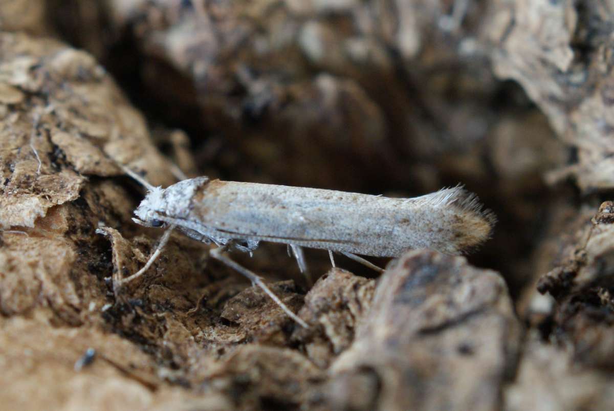 Copper-tipped Ermine (Pseudoswammerdamia combinella) photographed at Aylesham  by Dave Shenton 