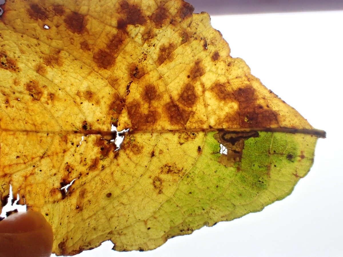 Black-spot Sallow Pigmy (Ectoedemia intimella) photographed at Singleton Env Centre, Ashford  by Dave Shenton 