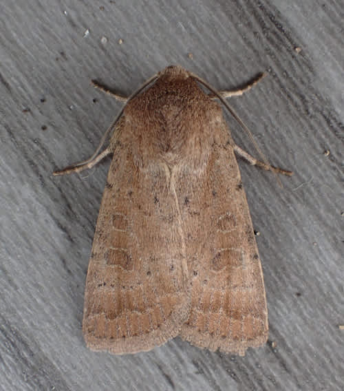 The Rustic (Hoplodrina blanda) photographed in Kent by Andrew Stanger