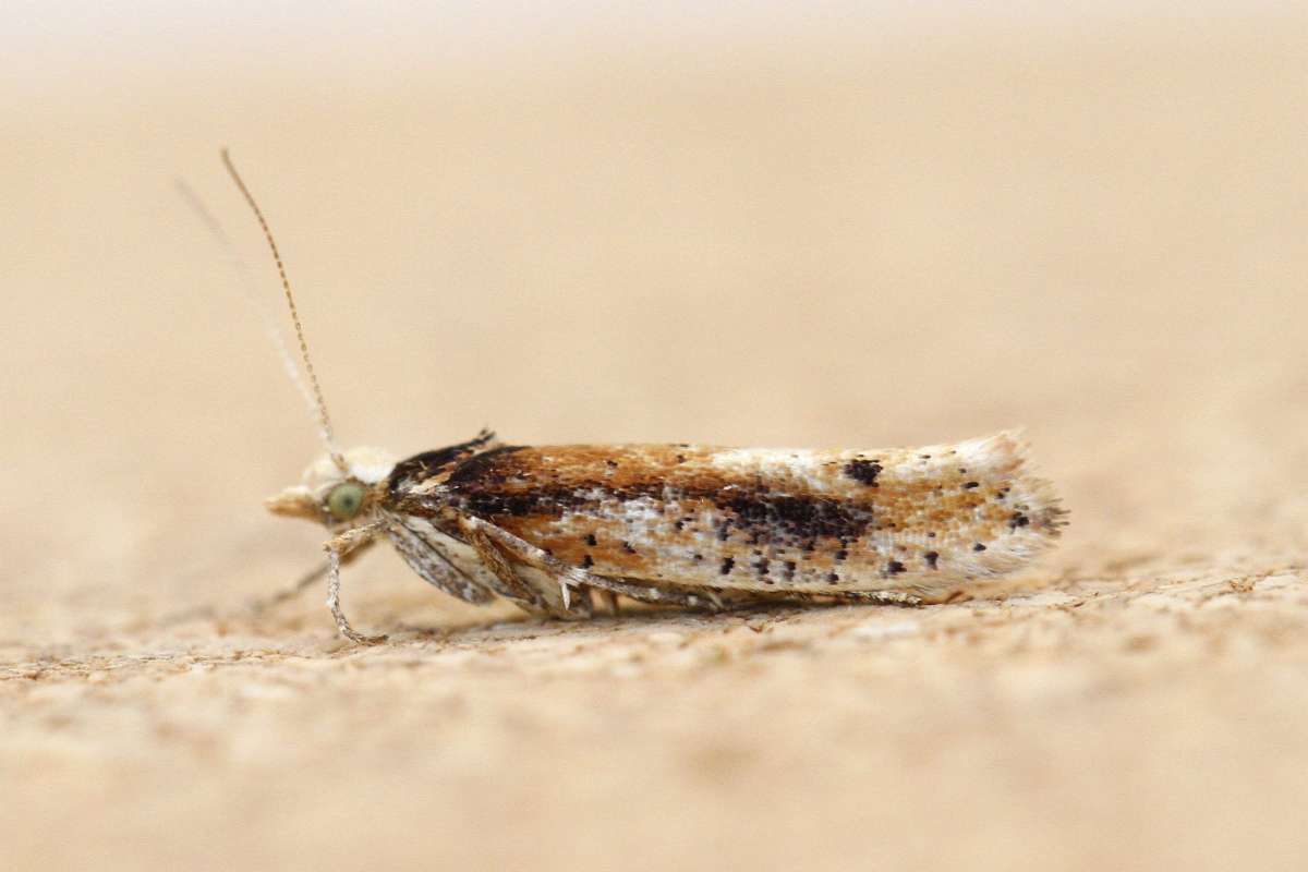 White-shouldered Smudge (Ypsolopha parenthesella) photographed in Kent by Josh Jones 