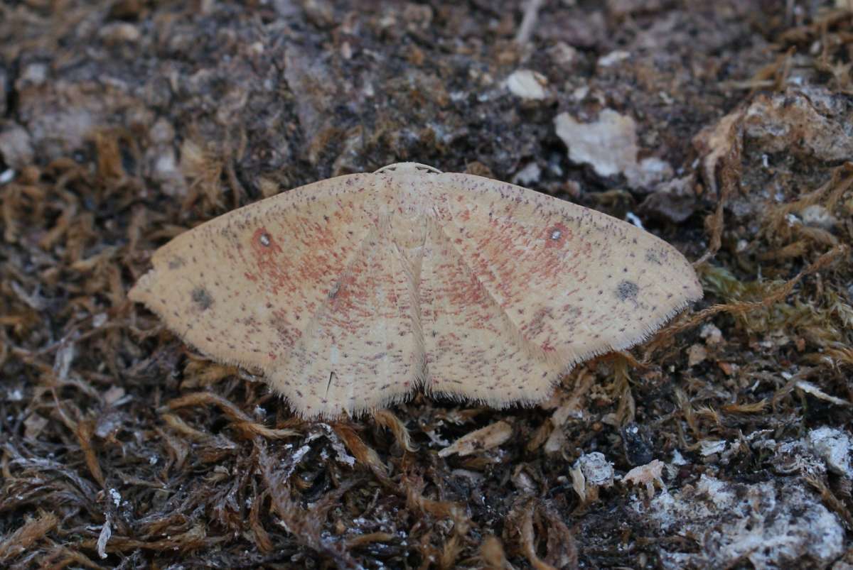 False Mocha (Cyclophora porata) photographed in Kent by Dave Shenton 