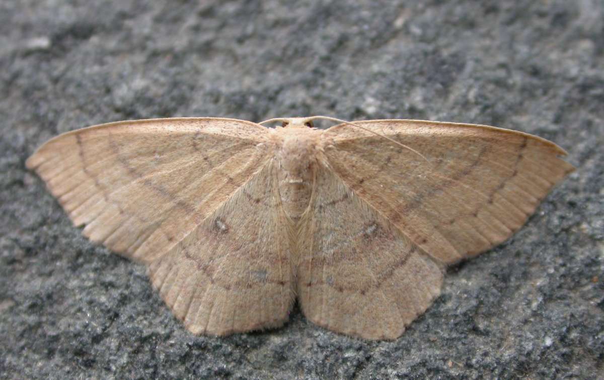 Clay Triple-lines (Cyclophora linearia) photographed in Kent by Ross Newham 