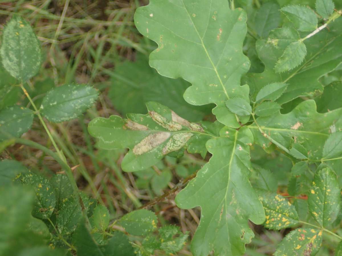 Fiery Oak Midget (Phyllonorycter lautella) photographed at Upper Mystole Park Farm  by Dave Shenton 