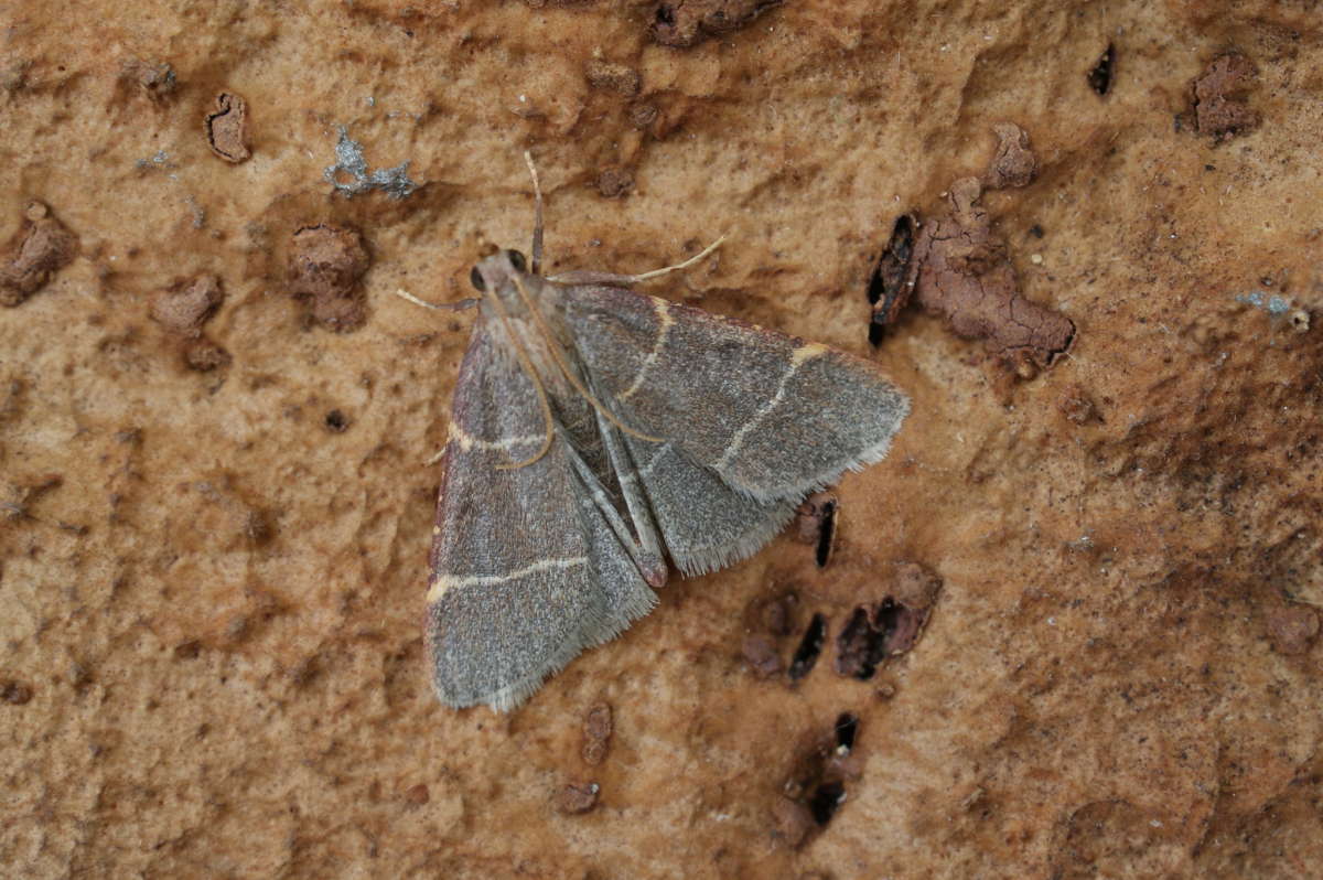 Double-striped Tabby (Hypsopygia glaucinalis) photographed at Aylesham  by Dave Shenton 