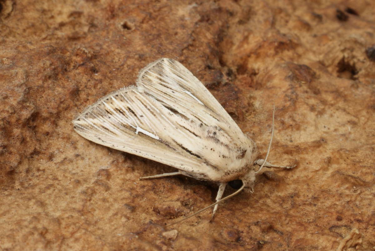 L-album Wainscot (Mythimna l-album) photographed at Aylesham  by Dave Shenton 