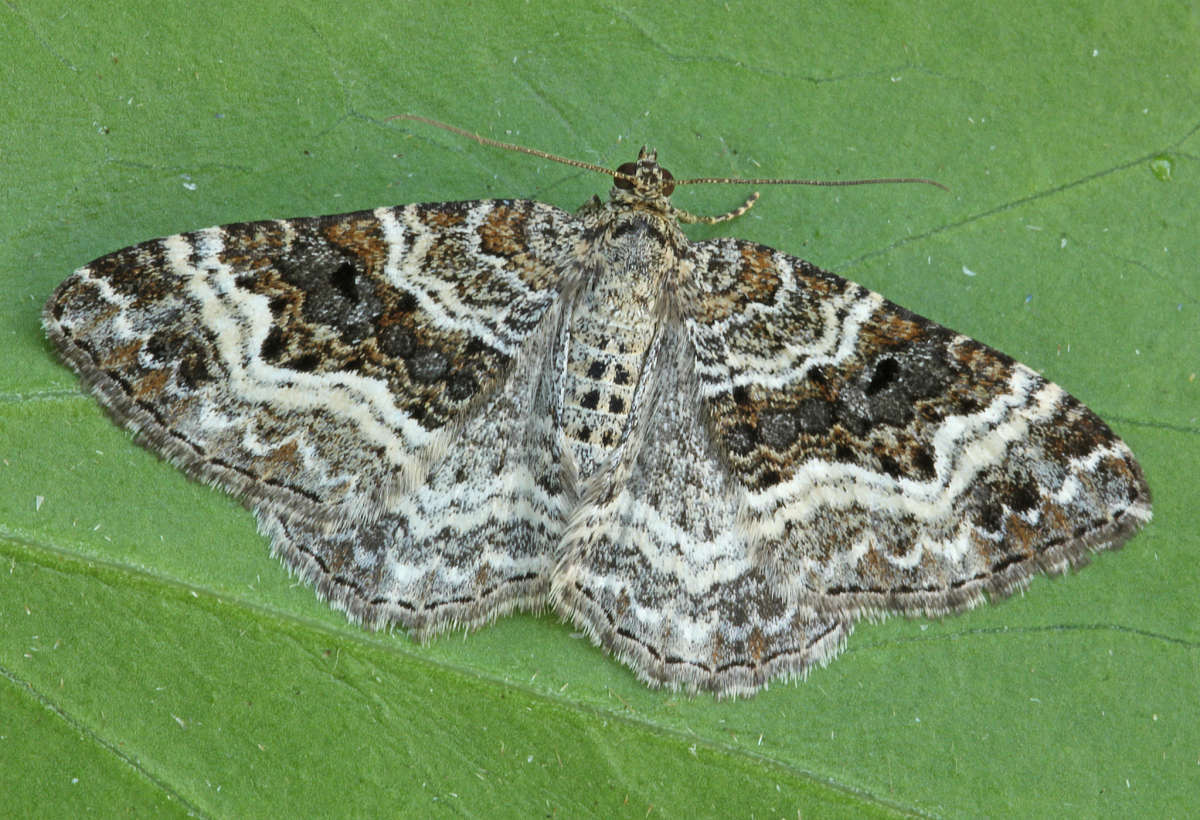 Common Carpet (Epirrhoe alternata) photographed in Kent by Peter Maton 