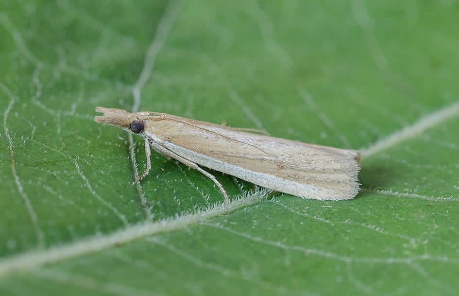 Little Bent-wing (Leucoptera lotella) photographed at Sandwich Bay by Darren Taylor