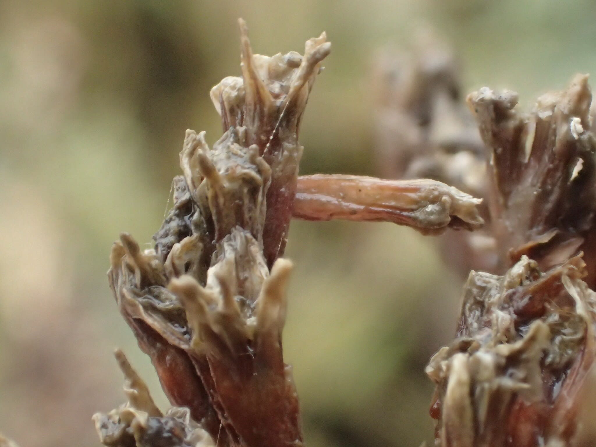 Silver-streaked Case-bearer (Coleophora limoniella) photographed at Oare Marshes by Dave Shenton