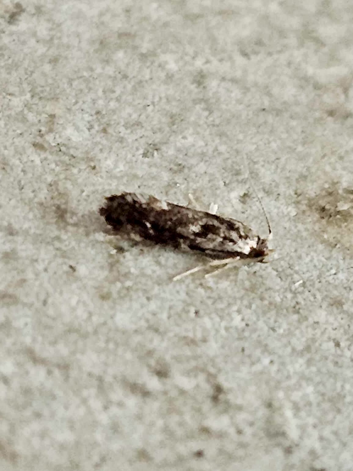 Cooper’s Dryad (Dryadaula heindeli) photographed at Ashford  by Leonard Cooper