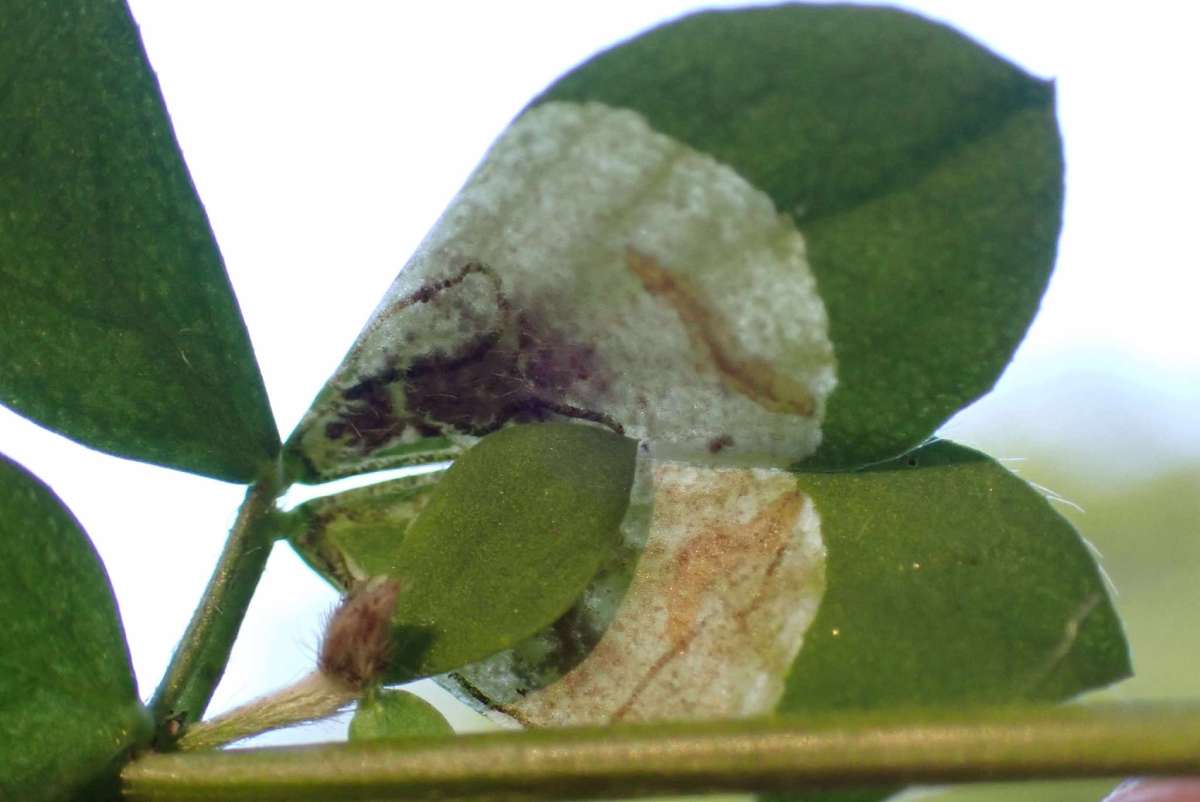 Wood Lotus Pigmy (Trifurcula cryptella) photographed at White Hill by Oliver Bournat