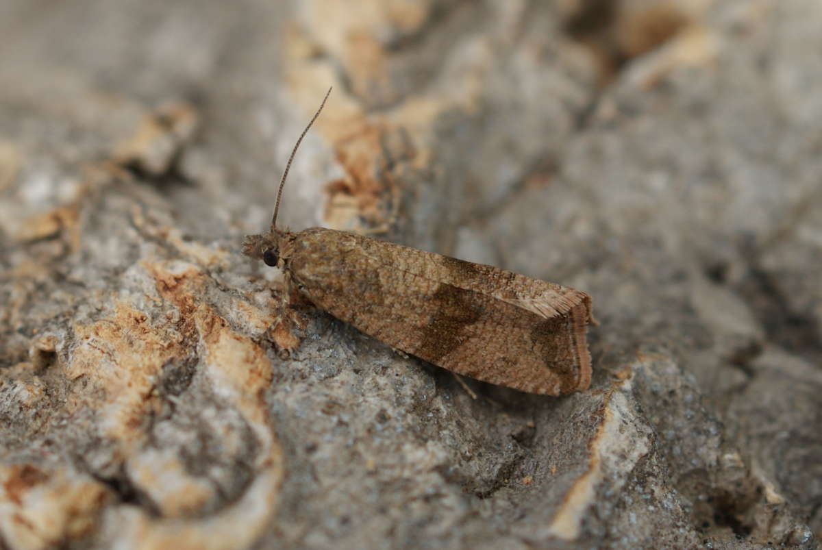 Barred Marble (Celypha striana) photographed at Aylesham  by Dave Shenton 