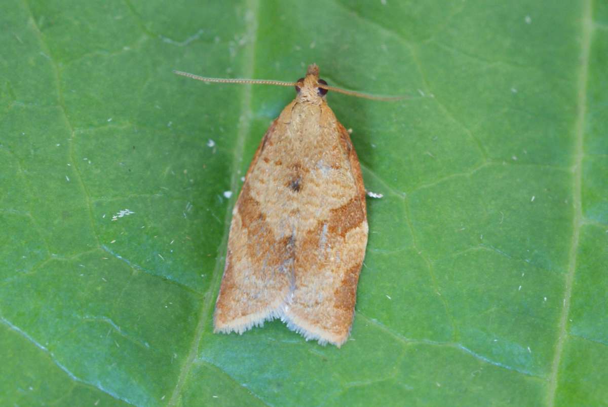 Privet Tortrix (Clepsis consimilana) photographed at Aylesham  by Dave Shenton 