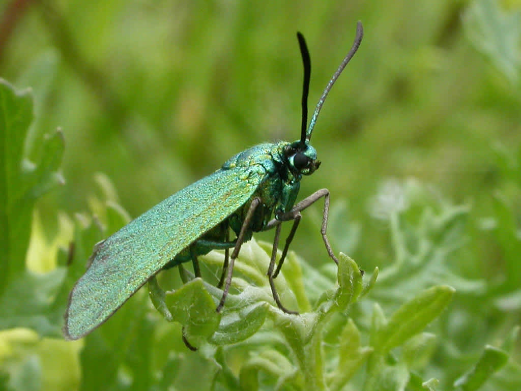 The Forester (Adscita statices) photographed at Sandwich Bay  by David Beadle 